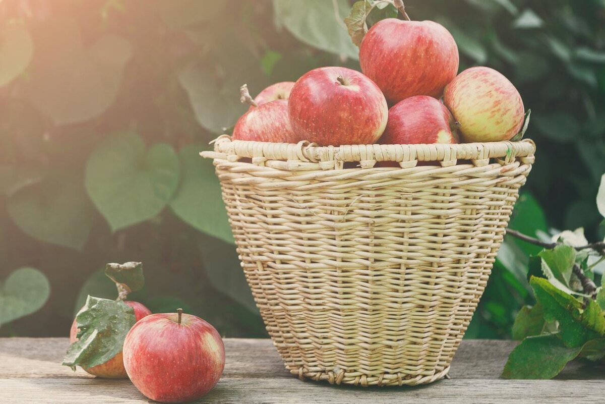    Соблюдая простые правила, яблоки можно сберечь до весны 123RF/legion-media.ru