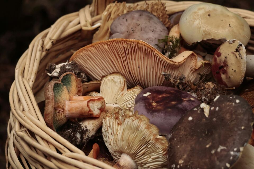    Грибы. Источник: unsplash.com