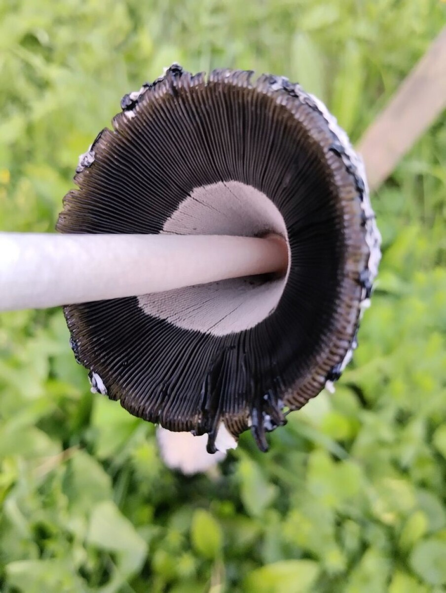    Навозник белый. Источник: Ринат Султанов / inaturalist.org