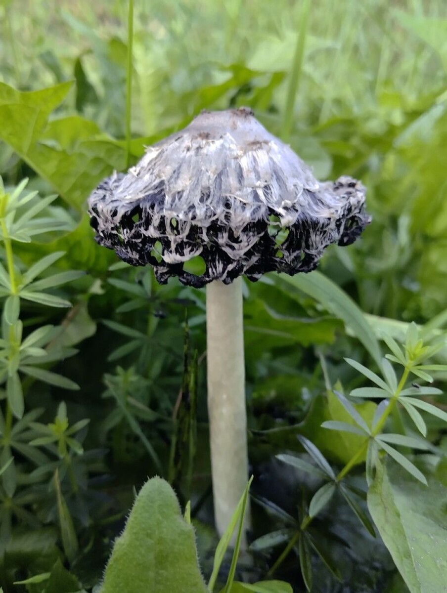    Навозник белый. Источник: Ринат Султанов / inaturalist.org