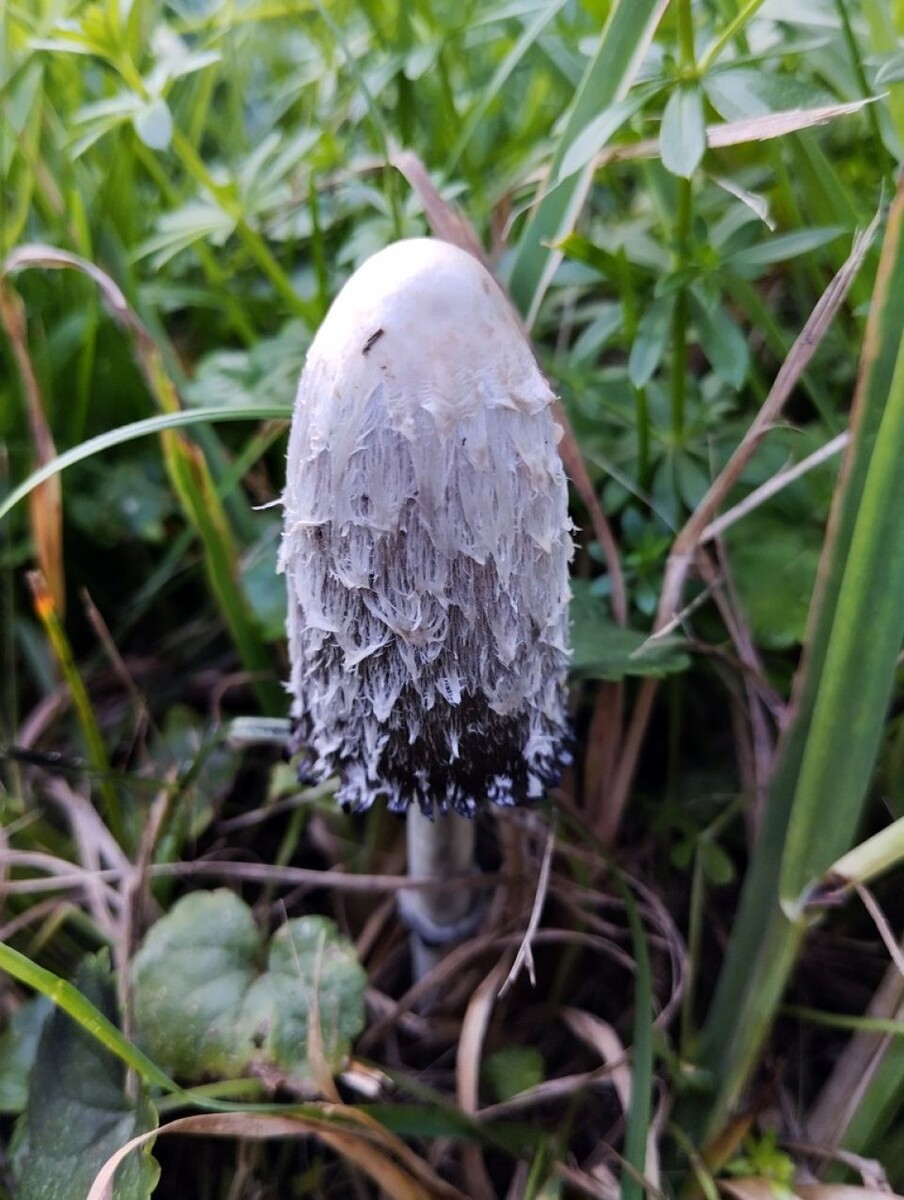    Навозник белый. Источник: Ринат Султанов / inaturalist.org