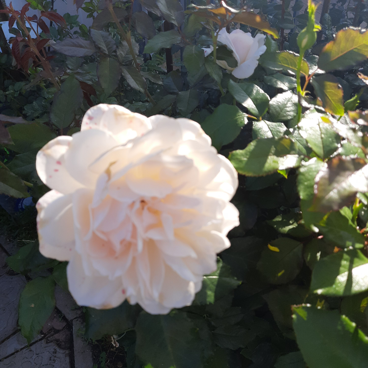 Чандос Бьюти. Почти отцвела, но красотка упорно держит лепесточки)