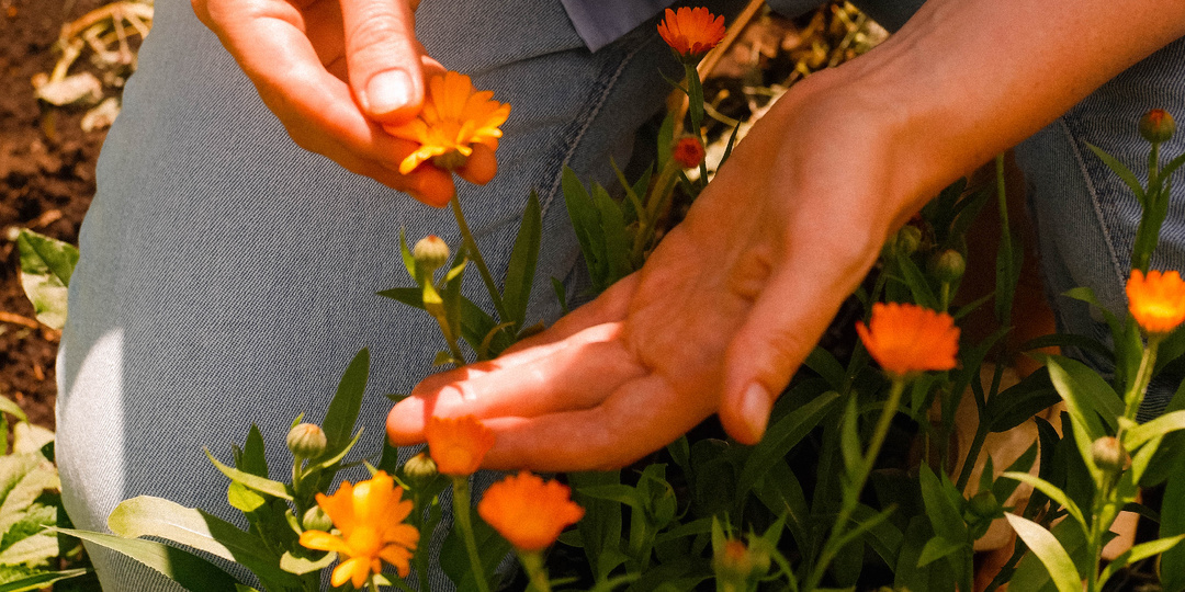 Био-календула: цветок, способный вернуть вам молодость и здоровье