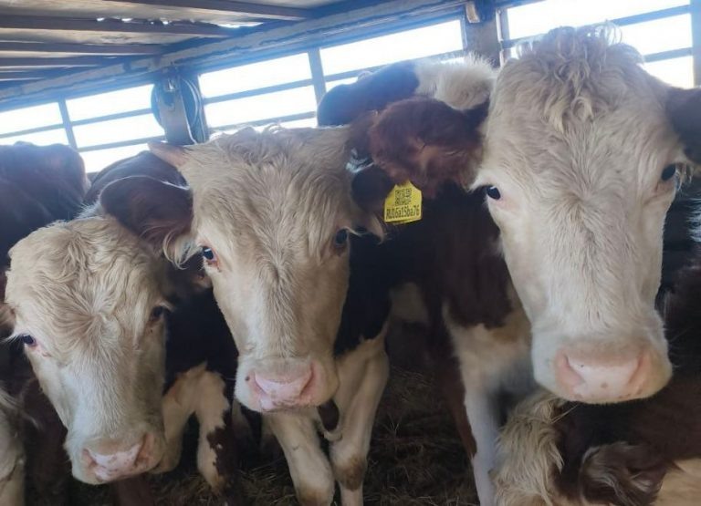    Из Оренбуржья за неделю пытались незаконно вывезти более 500 коров и лошадей Антон Пичурин