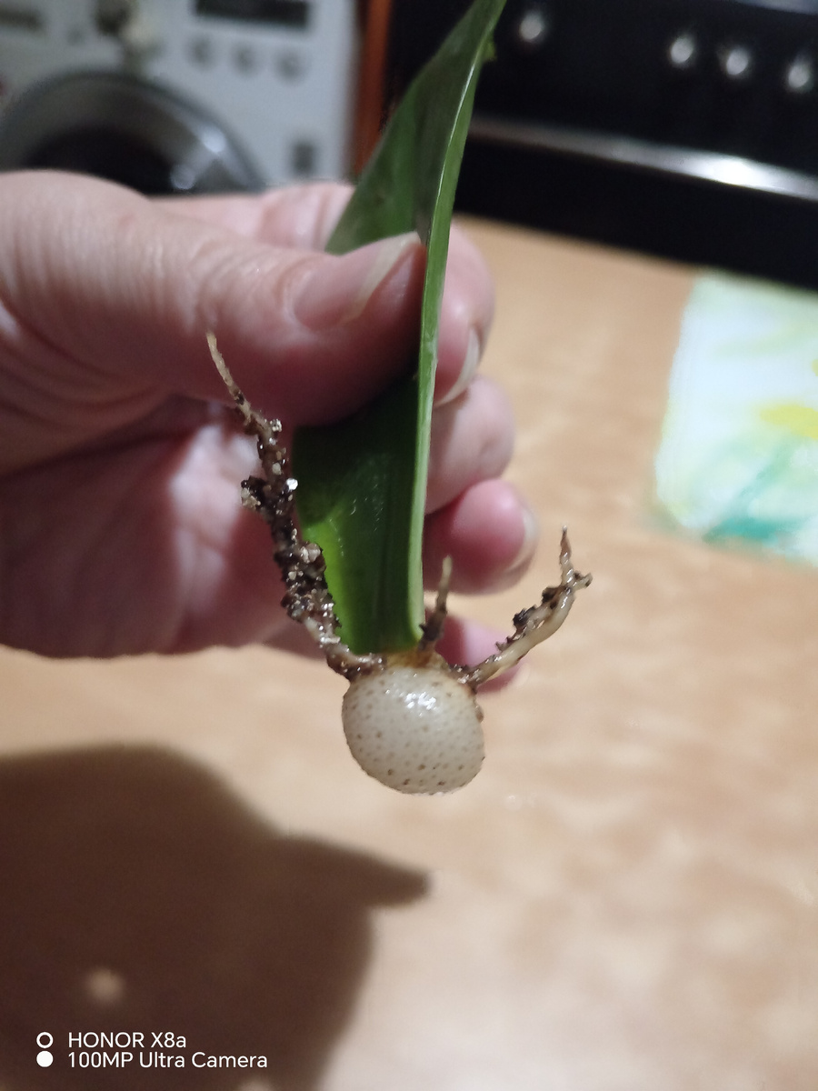 Результат укоренения с 5.05 по 11. 08 на фетильном поливе. 