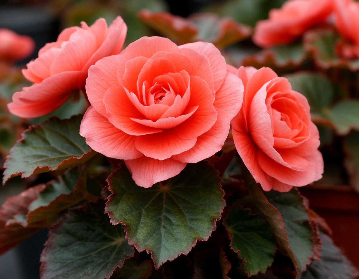    Мой «антирейтинг» комнатных растений. 5 цветов от которых я отказался — заменил на другие