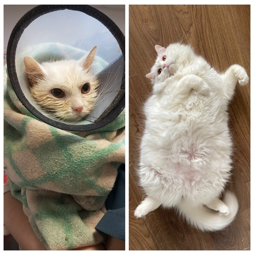 Шардоне уехала преображаться домой 26 июня 2024 года, кошечке было два года.