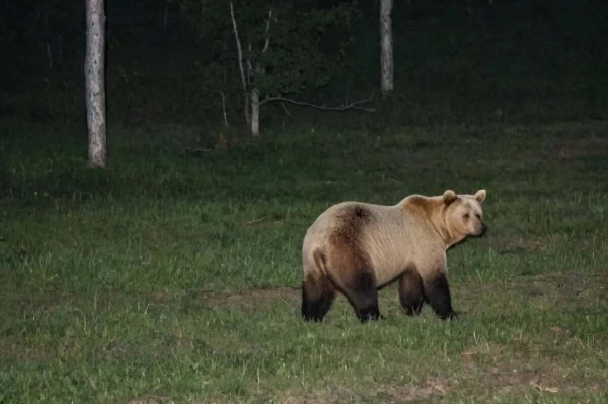    Два медведя вышли к людям в Братском районе