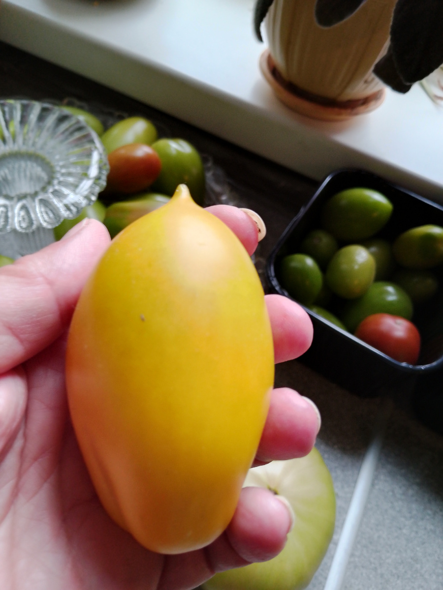 Сентябрь, сорт Органза