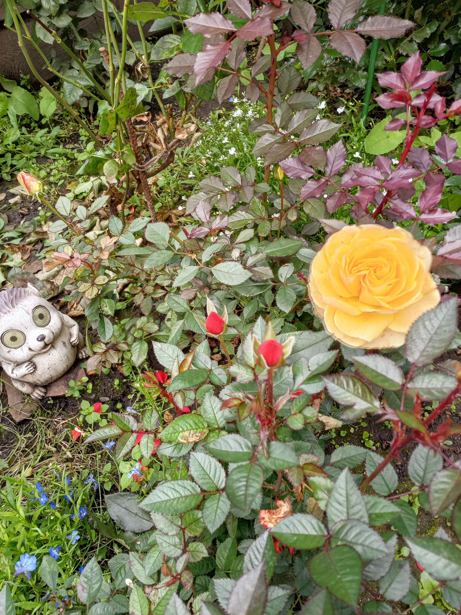 Розы все в бутонах, цвести, видно, до ноября собираются.