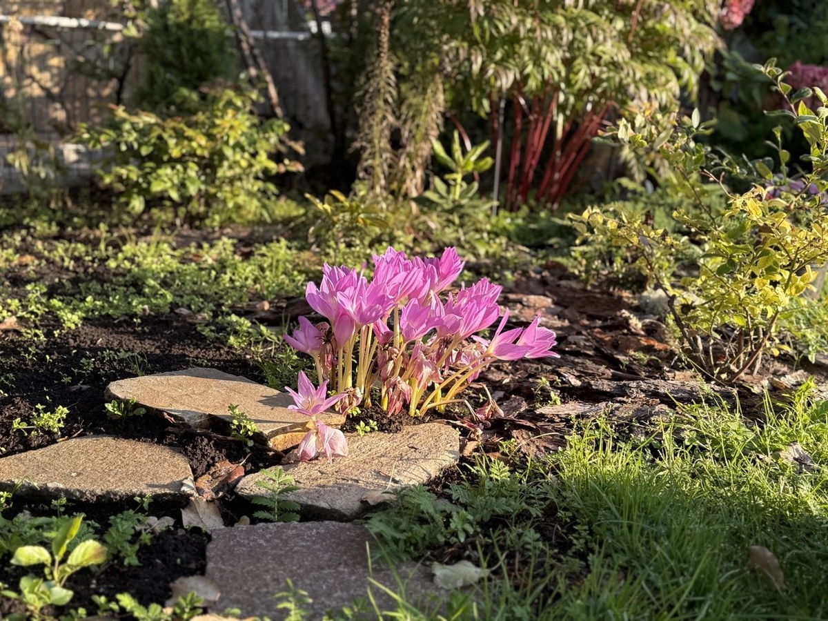 Безвременники