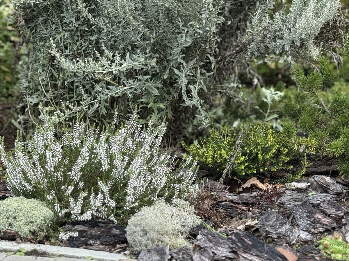 Вересковые в моем саду