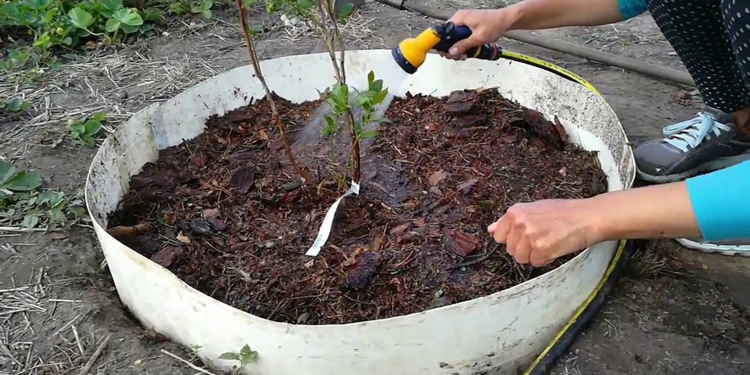 Голубика с осени — урожай летом: мой проверенный способ с кислым грунтом и микоризой