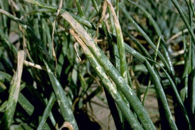 Следует отличать признаки заболевания на луке от поражения его вредителями