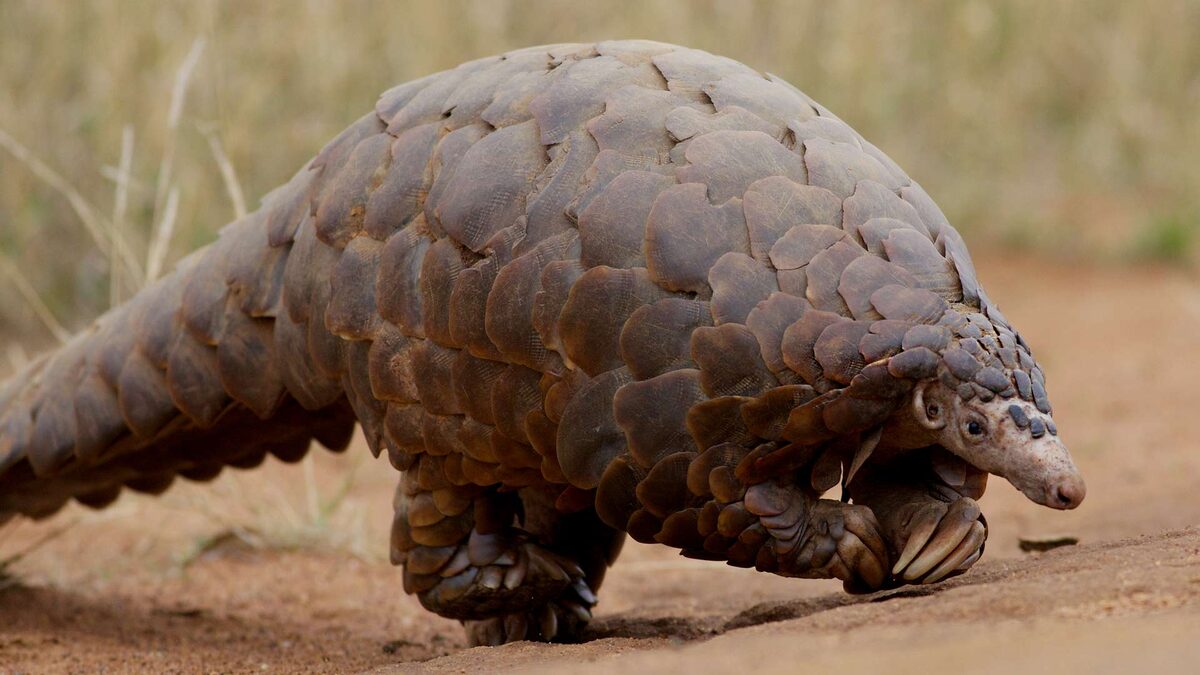 Знакомьтесь, панголин — живая бронированная шишка, созданная природой. Но за этой неприступной внешностью скрывается невероятная уязвимость