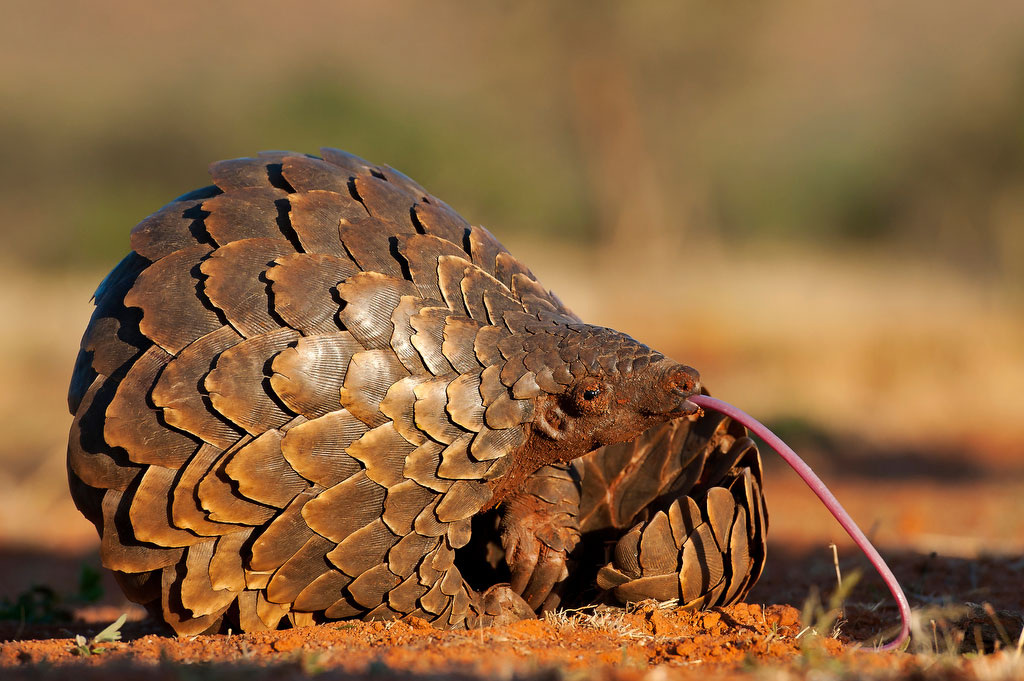 Вооруженный липким языком, который длиннее его собственного тела, панголин является настоящим гурманом в мире насекомых.