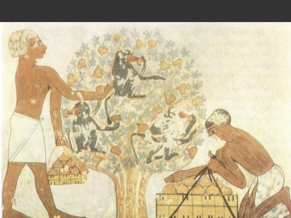 Роспись гробницы Ханумхотепа в Бени-Гасане. Около 1950 г. до н.э. Темнокожие работники складывают плоды в корзины, на дереве сидят павианы. 