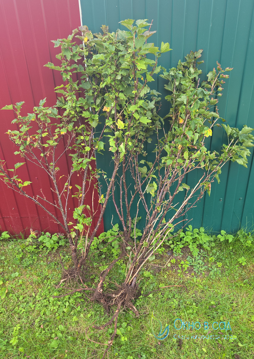 Фото из личногоархива автора. Белая смородина.