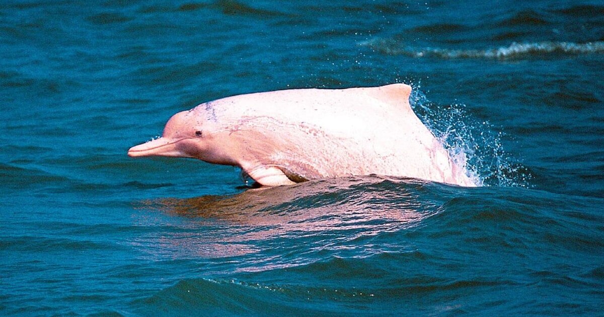 Именно так выглядит одно из чудес природного мира — розовый дельфин реки Амазонки или боту. Источник фото - https://clk.li/pjFM