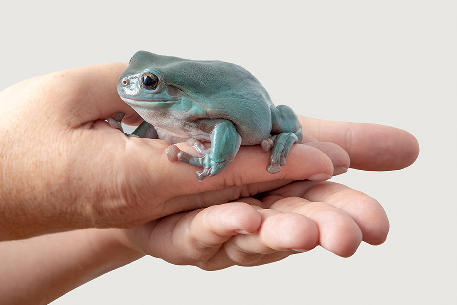 Это австралийская голубая квакша (Pelodryas caerulea).