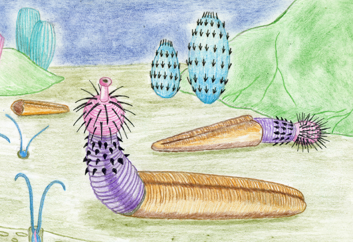 Реконструкция эксимиприапула.