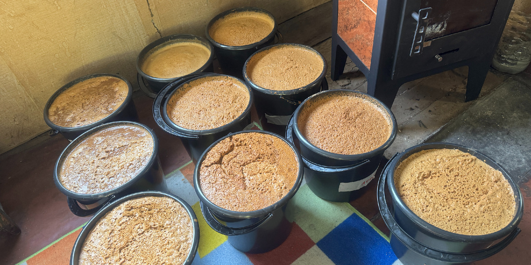 Делаем Сидр из своего урожая яблок. Максимально простой способ!