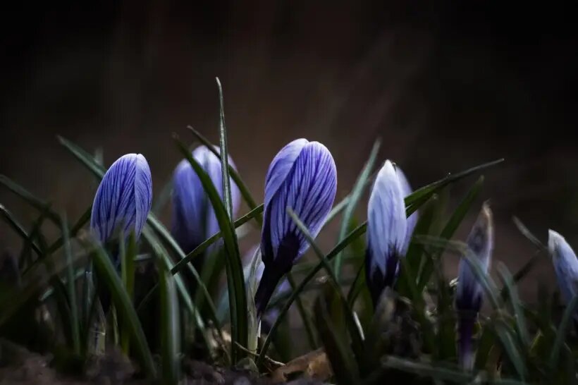  В России крокусы выращивается преимущественно в Крыму и на Кавказе   © РИА Новости. Владимир Астапкович