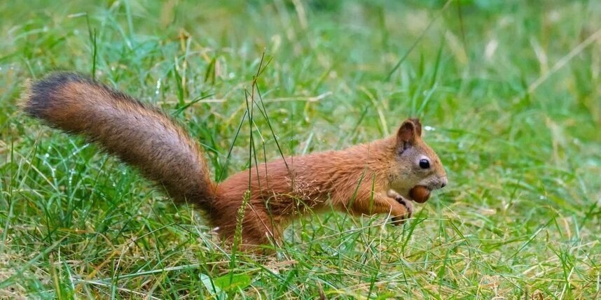    Алёна Бобрович