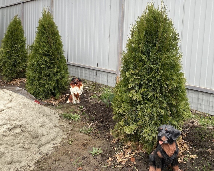     Курянин на полгода осуждён за кражу туи