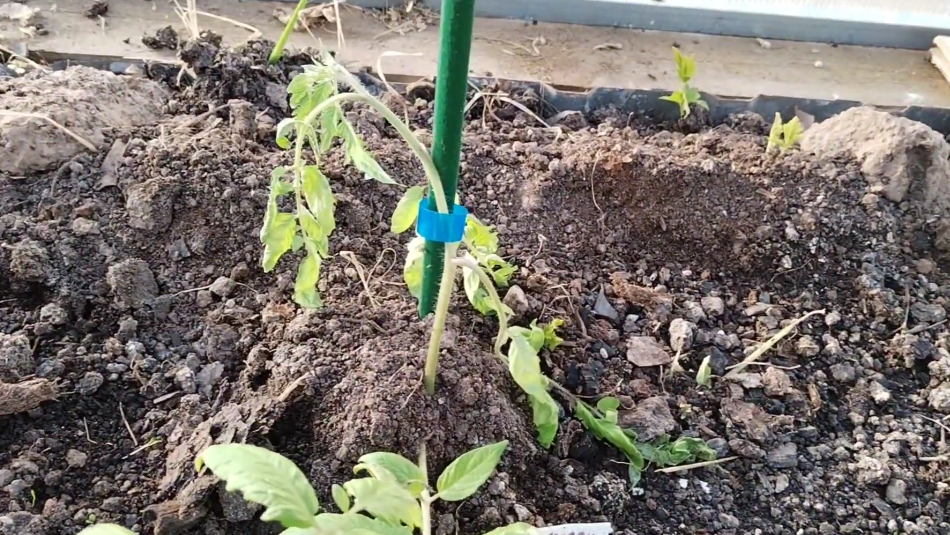 Именно так выглядели мои посадки после внезапного заморозка -0,5°C - весь труд насмарку