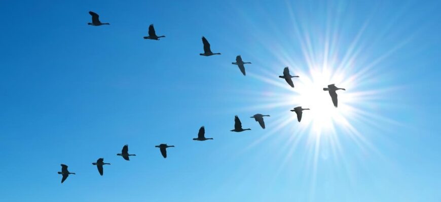 Почему птицы летают клином?