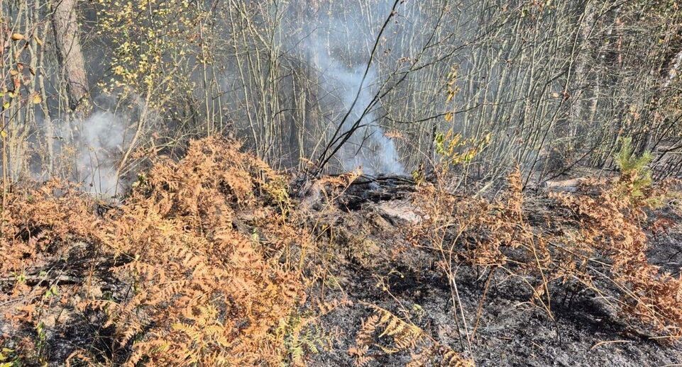    Комитет лесного хозяйства Московской области
