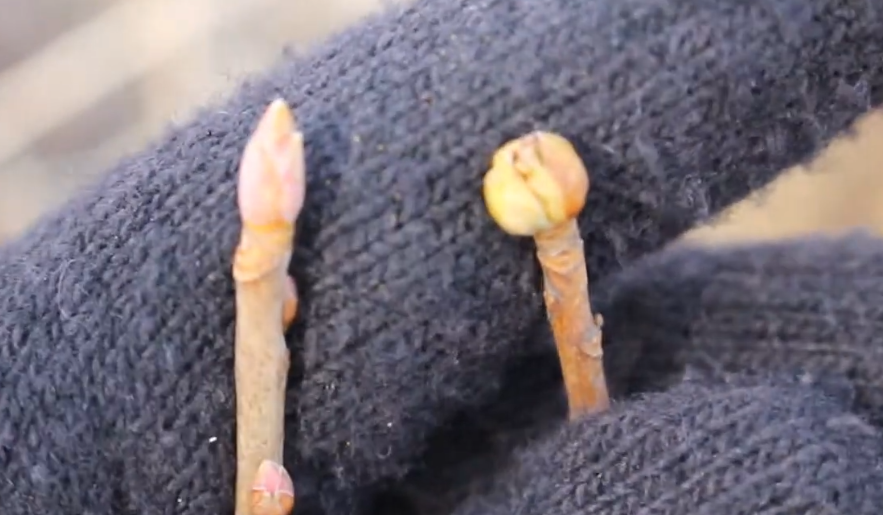 Здоровая почка (слева) и поврежденная почковым клещом (справа)