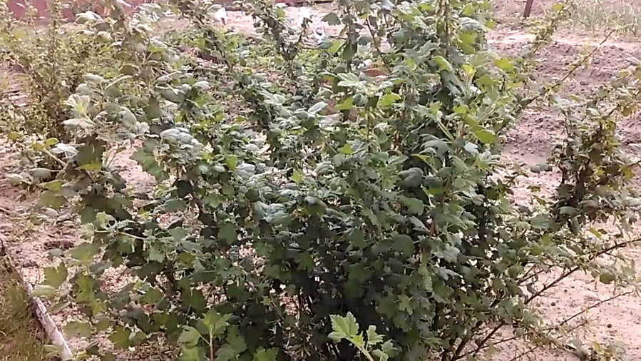 Мой крыжлвник до правильной обработки 