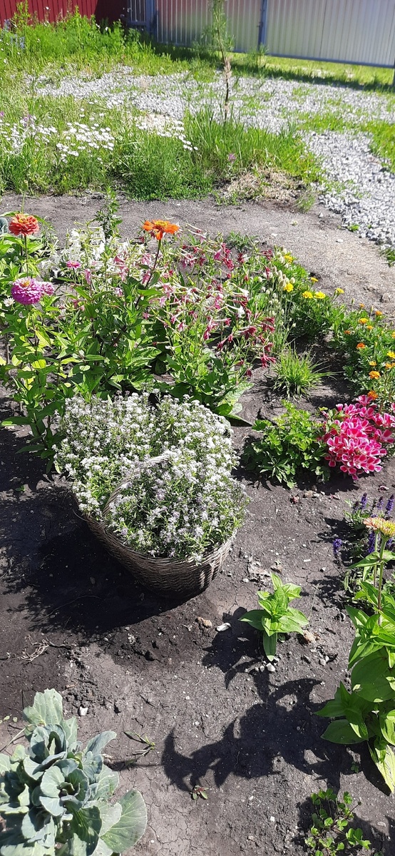 алиссум в корзине