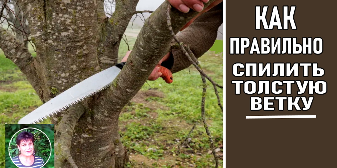 Как спилить толстую ветку и не навредить дереву