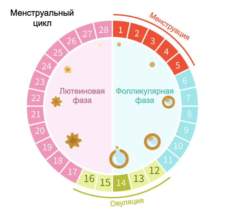 Менструальный цикл