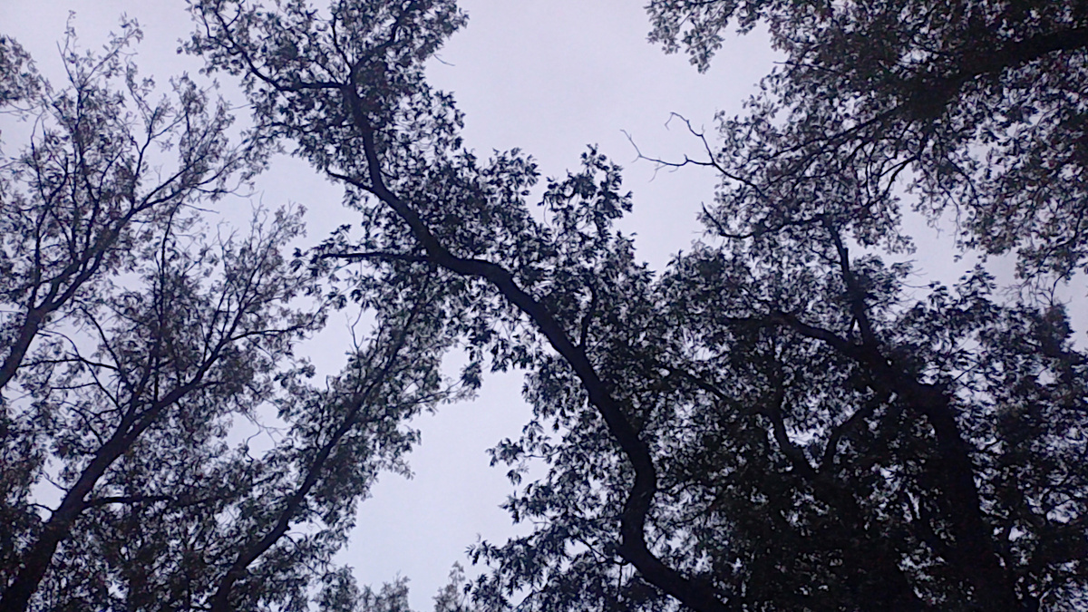 Деревянная молния)