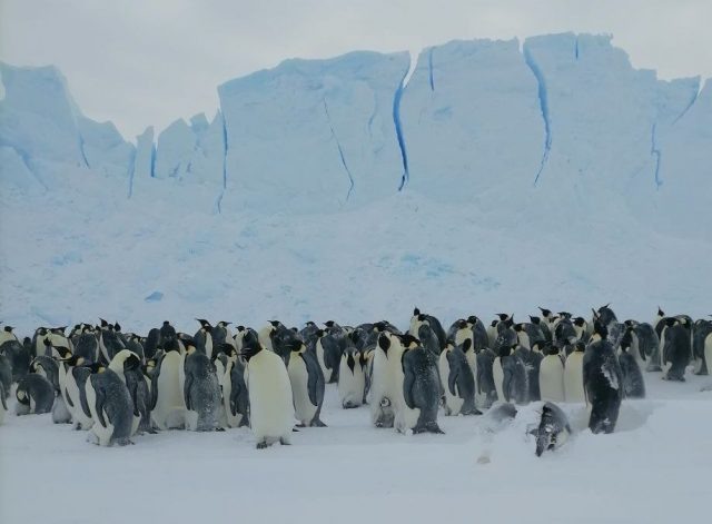    Пингвины. Фото: Арктический и антарктический научно-исследовательский институт