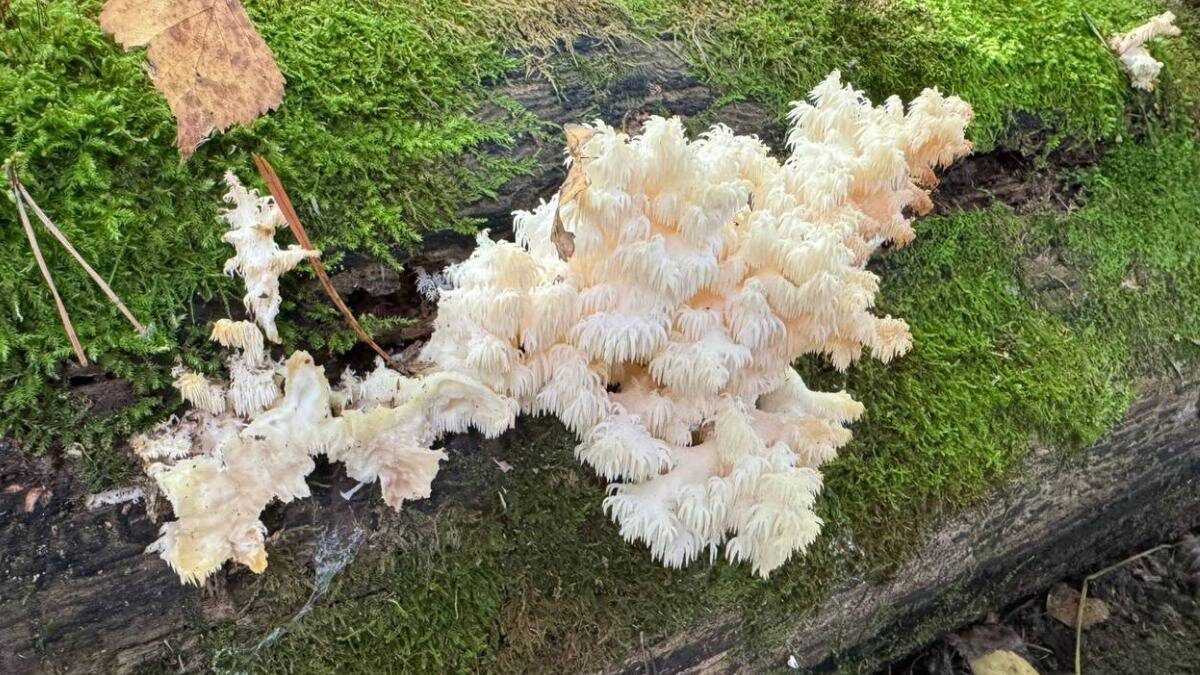    Фото: Нацпарк «Лосиный остров» / Telegram