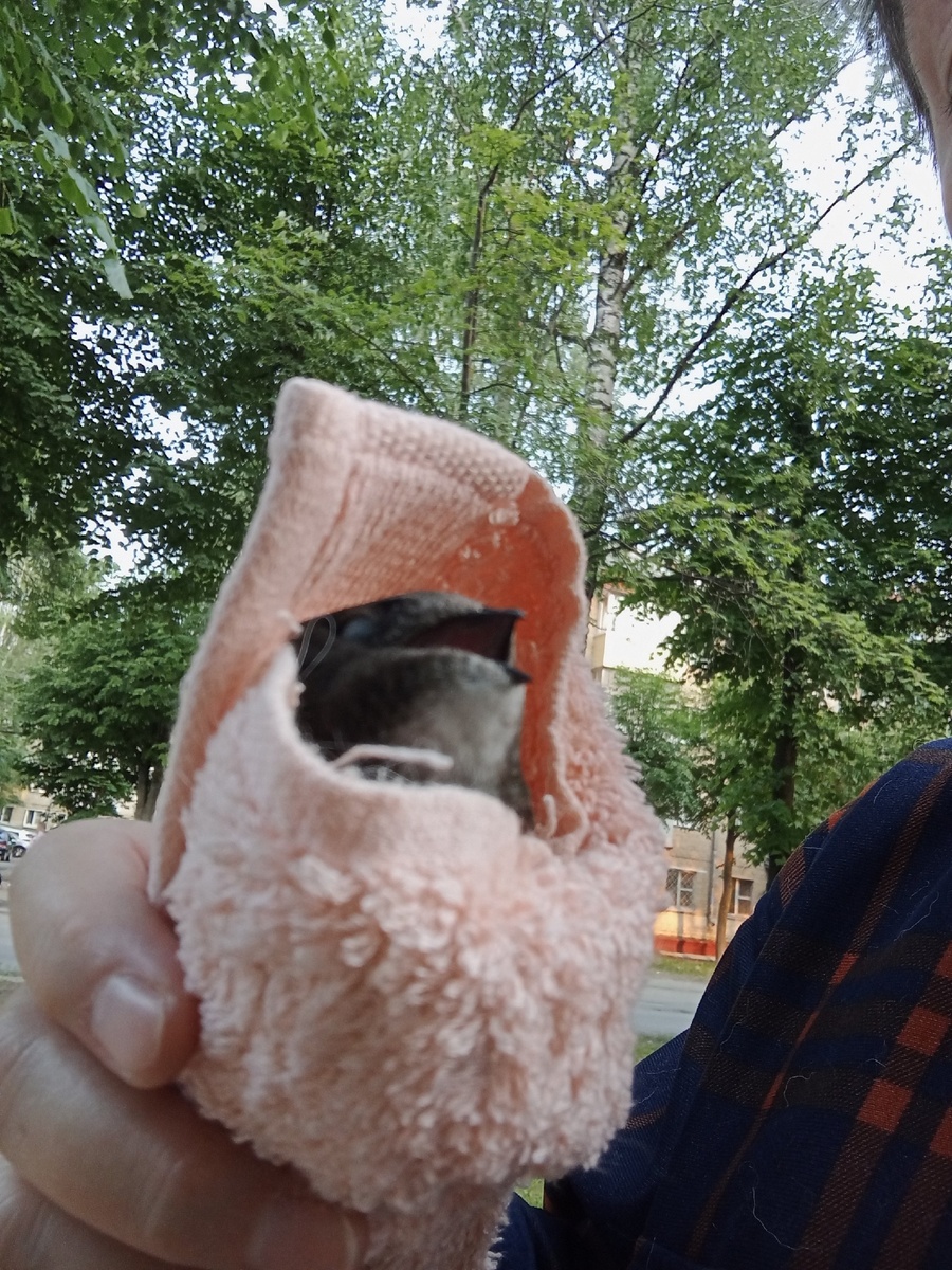 Гриша только что подобран, идем в ветклинику. Даже на фото видно, что клювик смещен...((