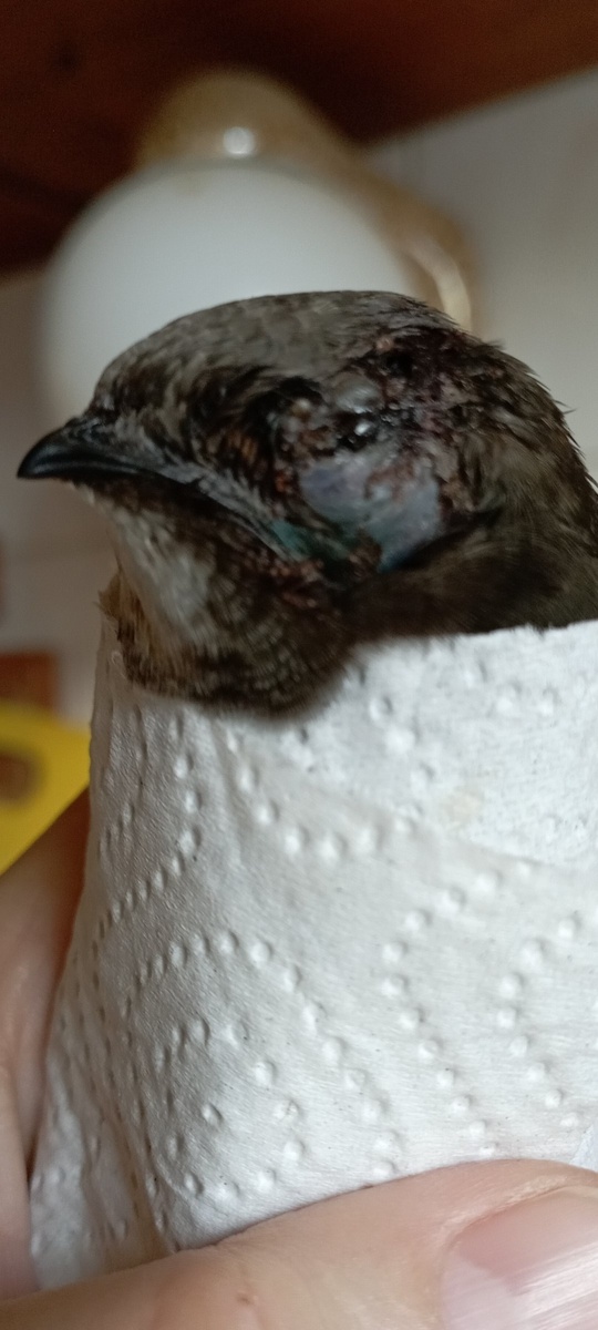 Это тот самый момент, когда у Пыфочки показался травмированный глаз и возникла надежда на его сохранение