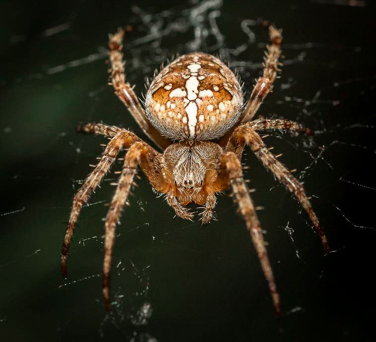 Фото из интернета 