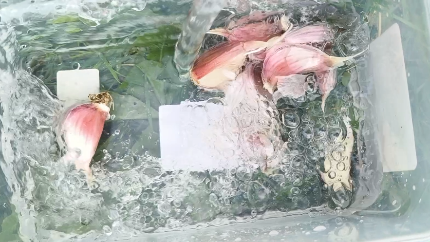 Замачивание чеснока перед посадкой зубков - стандартная процедура. Но замачиваем мы не просто в воде.