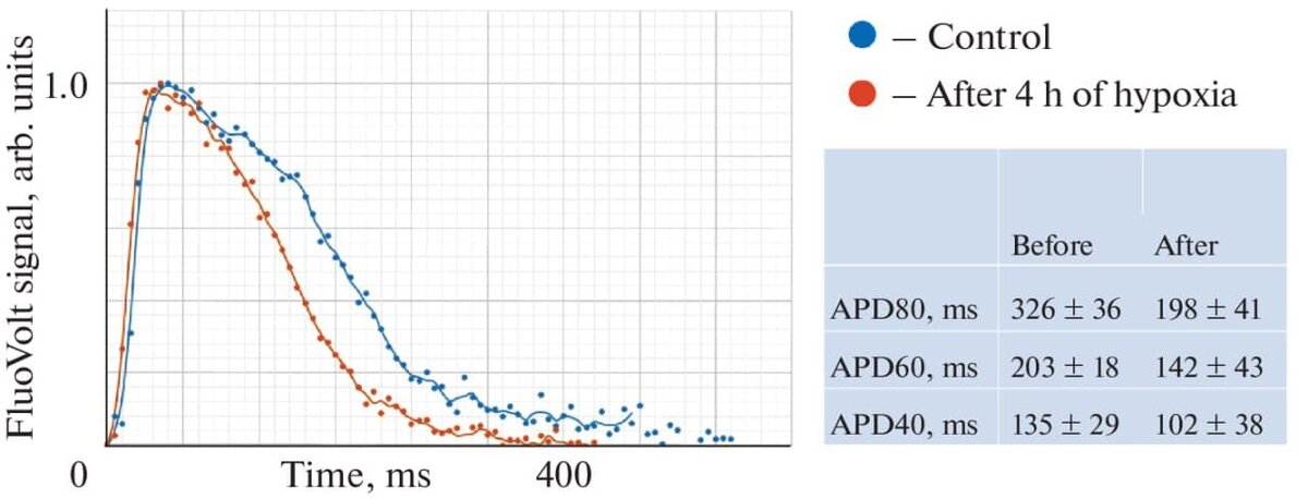    Пример контрольного потенциала действия для плюрипотентных стволовых клеток человека на 60-е сутки дифференцировки / © Пресс-служба МФТИ