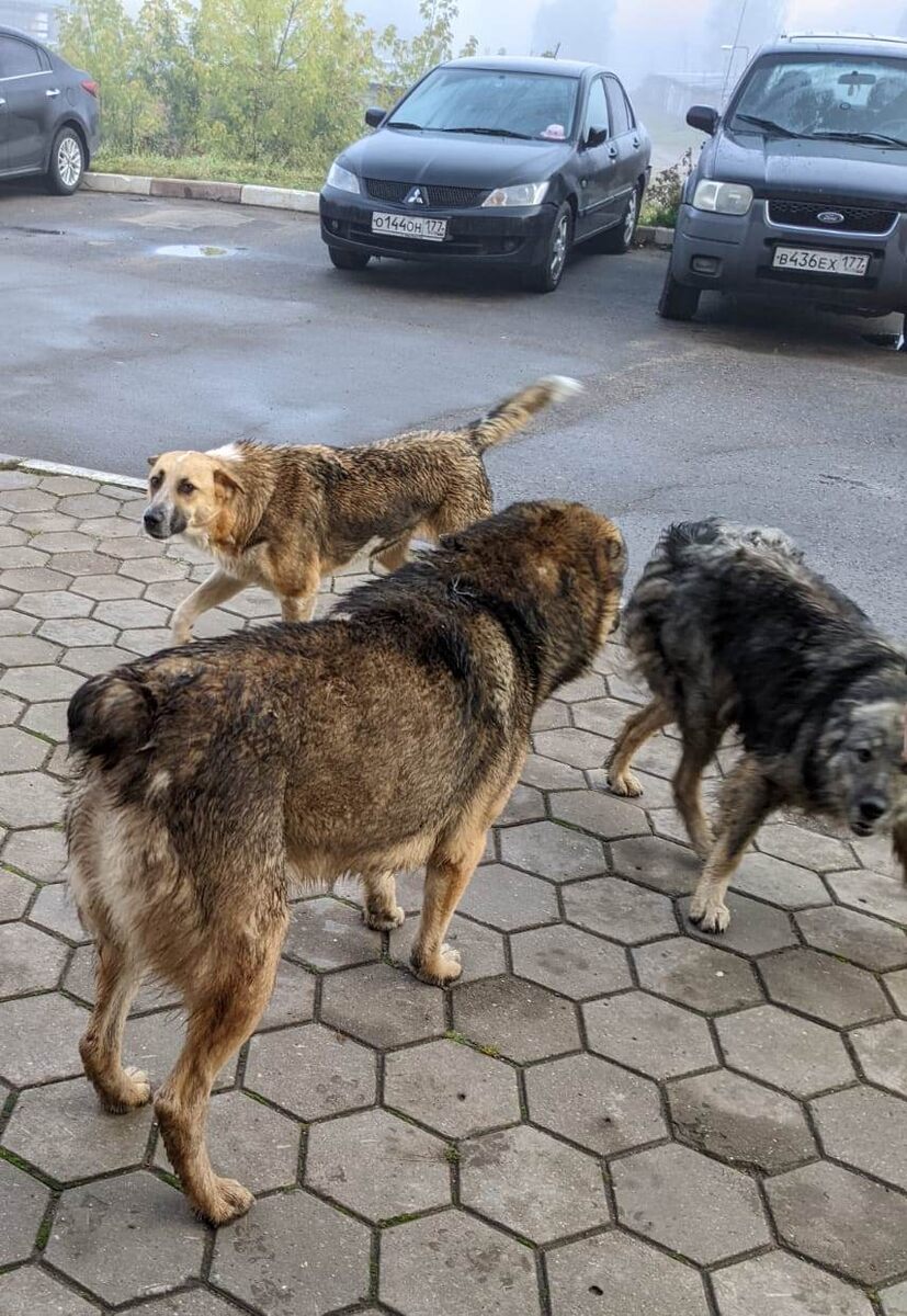 Выходишь из подъезда а тут они...мокрые и настороженные ( людей то много выходит)