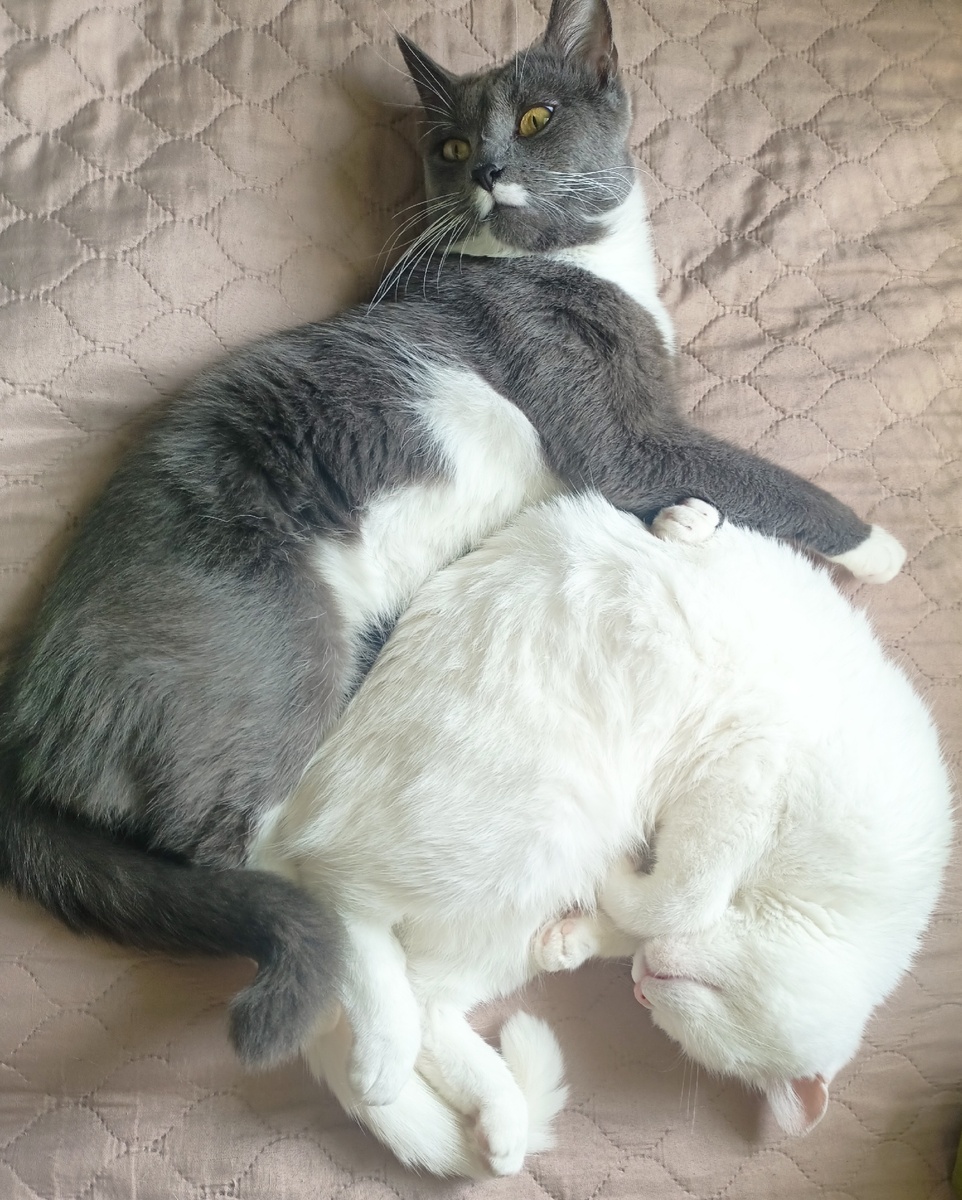 Снежка подобрала на улице котёнком, а за Шурика отдала чисто символически 100 рублей.