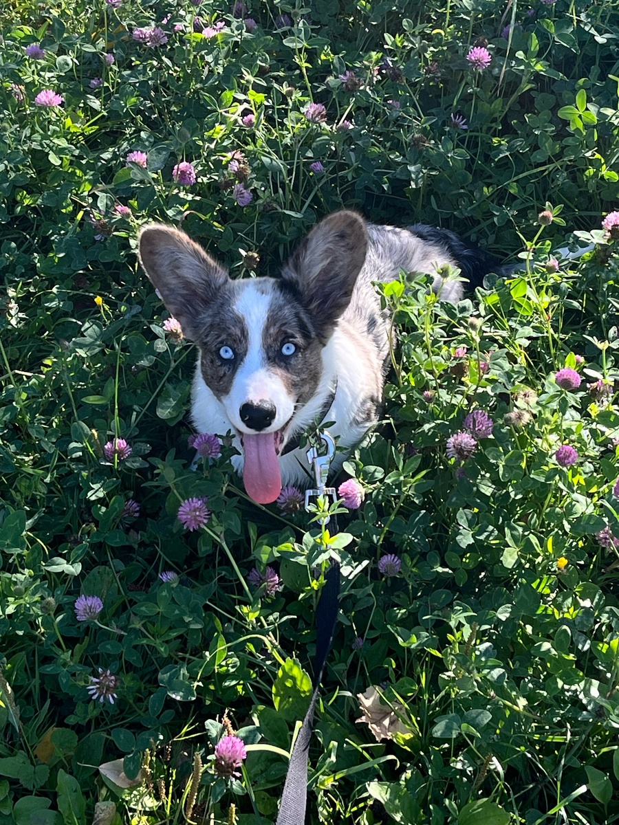 Дочкин щенок Тимон. У него все документы имеются, но зато и цена приличная - 80000.