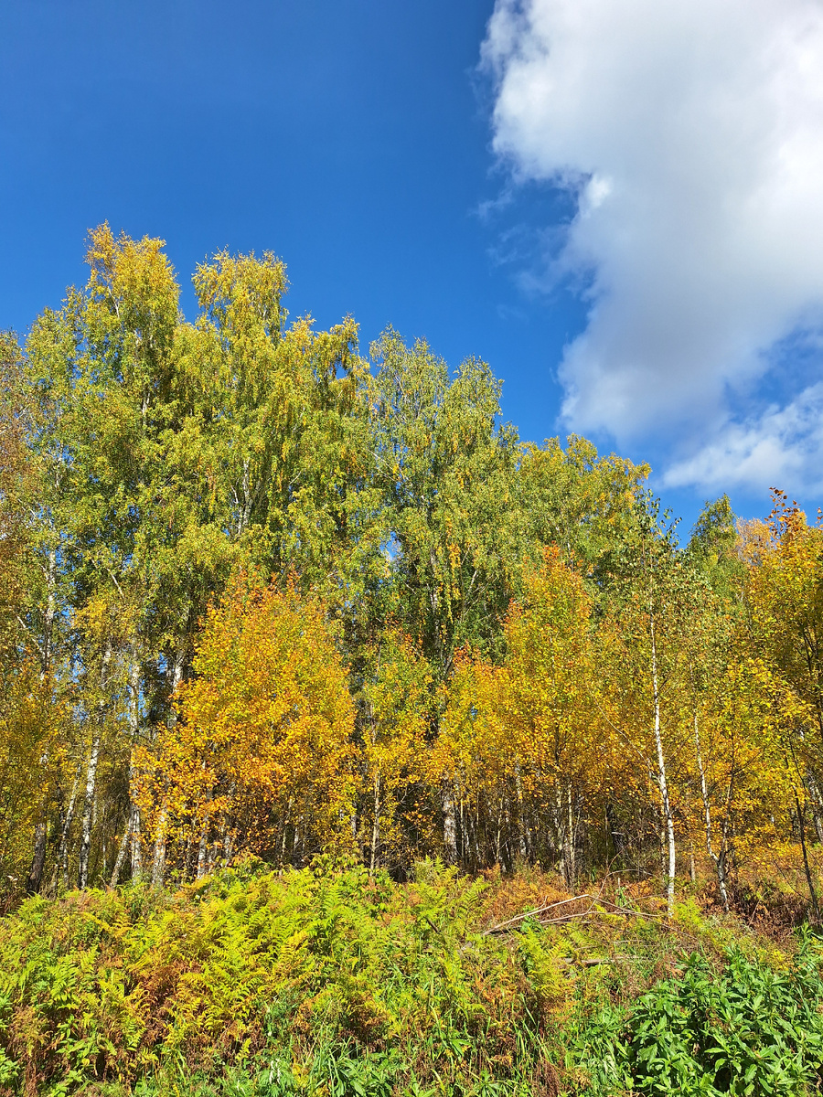 Осенний лес