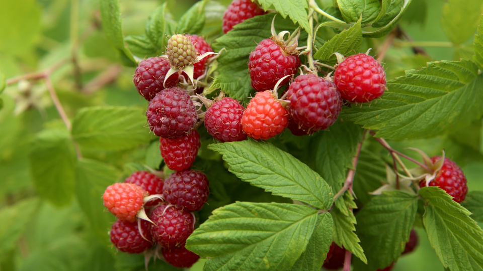 Лучшие сорта малины: вкусные, урожайные, ничем не болеют